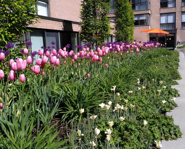 Market Square Tulips