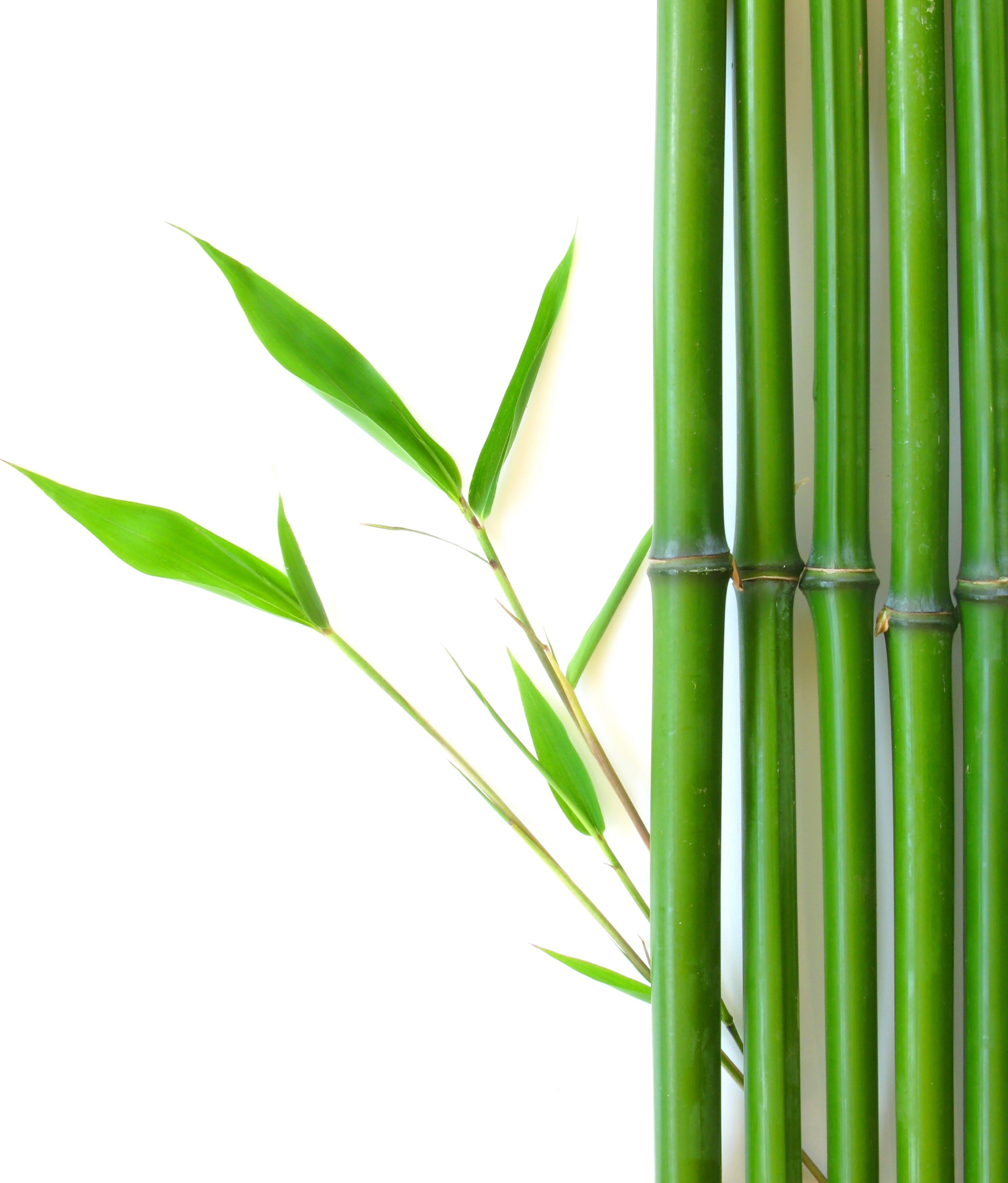 Speeding Bamboo